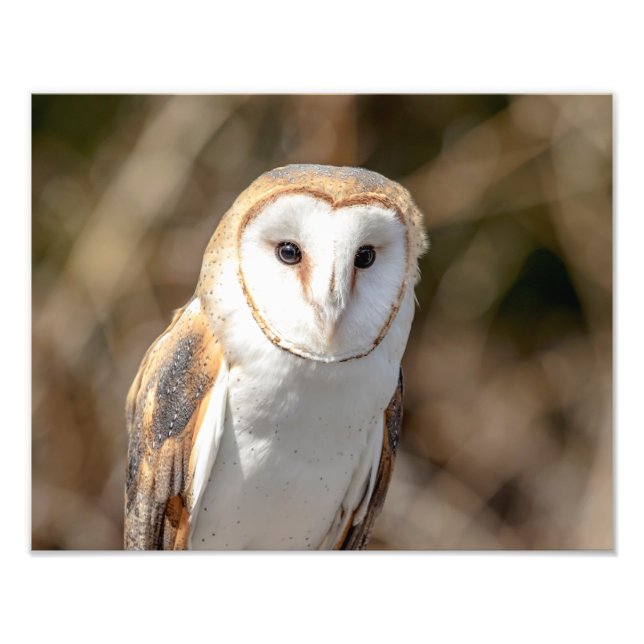 14x11 Barn Owl Photo Print (Front)