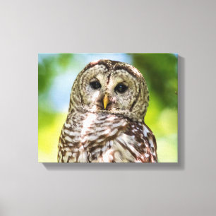 14x11 Barred Owl Canvas Print