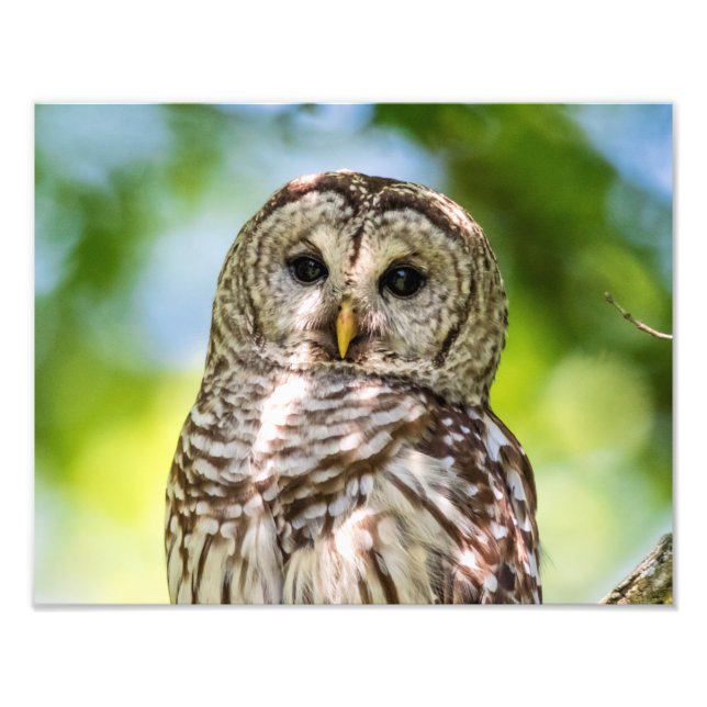 14x11 Barred Owl Photo Print (Front)