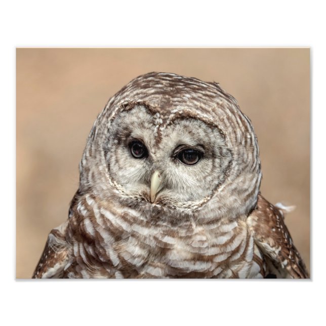 14x11 Barred Owl Photo Print (Front)