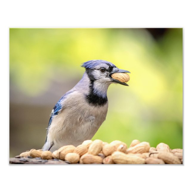 14x11 Blue jay with a peanut Photo Print (Front)