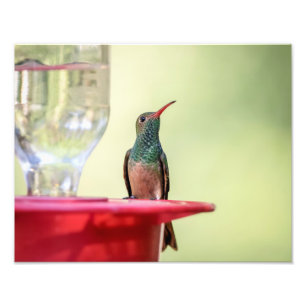 14x11 Buff-bellied hummingbird in Texas Photo Print