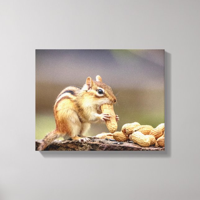 14x11 Chipmunk eating a peanut Canvas Print (Front)