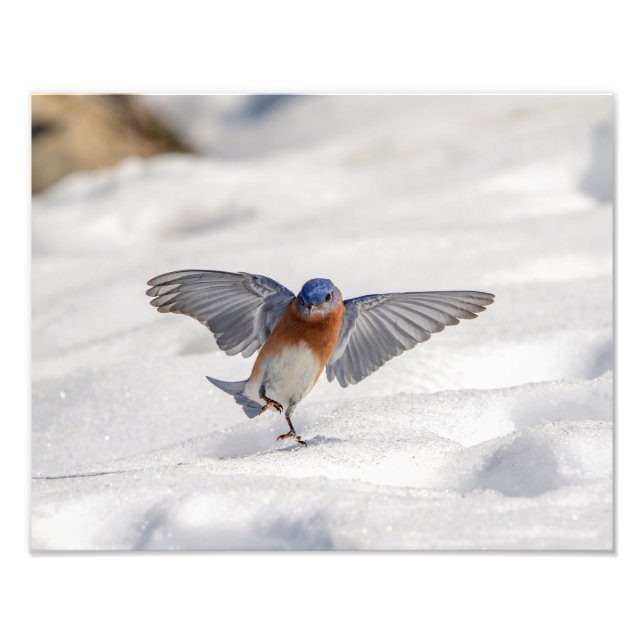 14x11 Eastern Bluebird dancing in the snow Photo Print (Front)