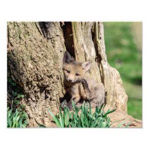 14x11 Fox Kit in the Hudson Valley Photo Print