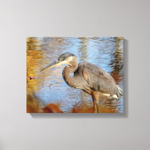 14x11 Great Blue Heron framed with fall foliage Canvas Print