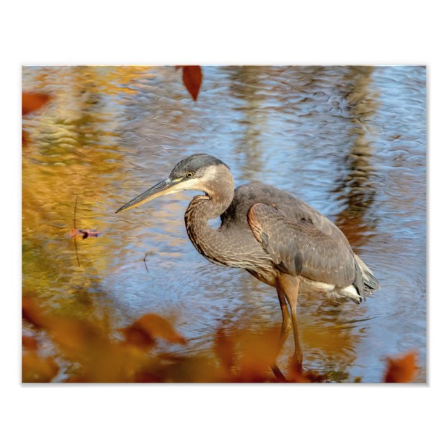 14x11 Great Blue Heron framed with fall foliage Photo Print (Front)