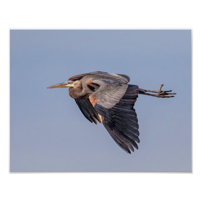 14x11 Great Blue Heron in flight Photo Print (Front)
