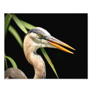 14x11 Great Blue Heron Photo Print