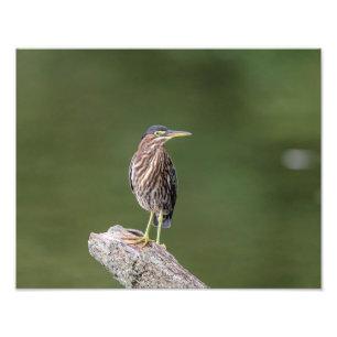 14x11 Green Heron on a log Photo Print