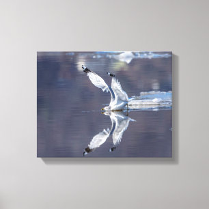 14x11 Gull Reflections Canvas Print
