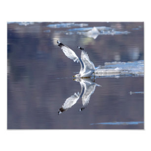 14x11 Gull Reflections Photo Print