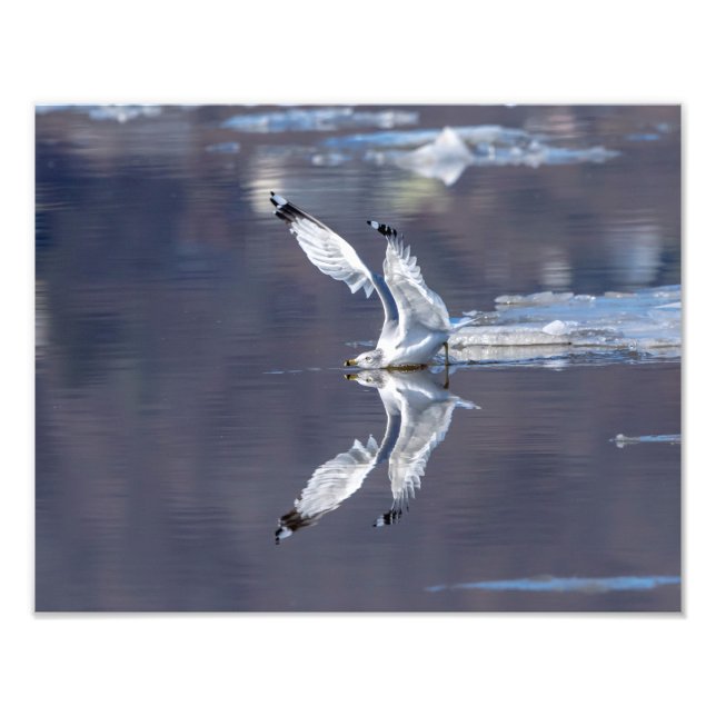 14x11 Gull Reflections Photo Print (Front)