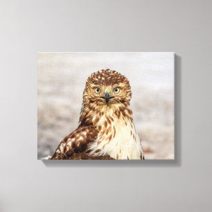 14x11 Immature Red-Tailed Hawk on the ground Canvas Print