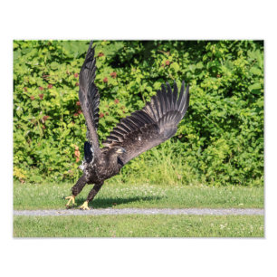 14x11 Juvenile Bald Eagle Photo Print