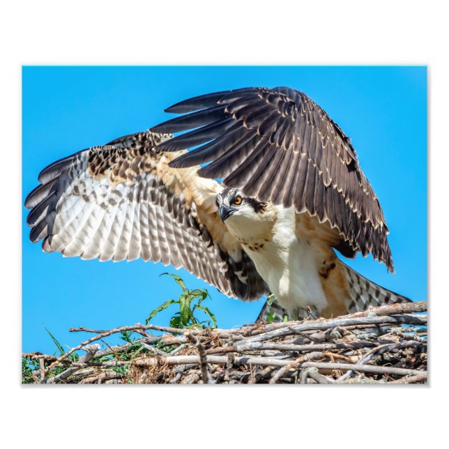 14x11 Juvenile Osprey in the nest Photo Print (Front)