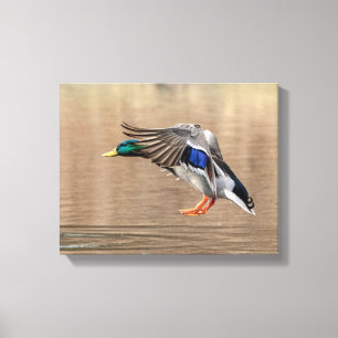 14x11 Mallard Duck in flight Canvas Print