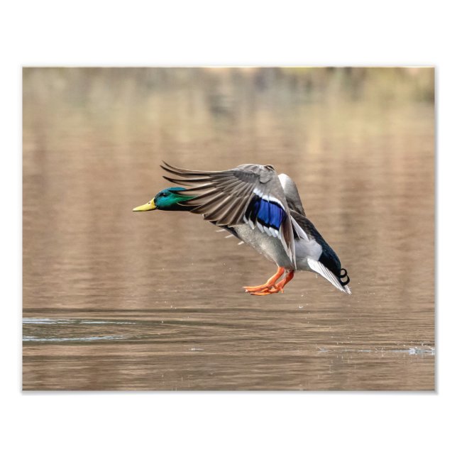 14x11 Mallard Duck in flight Photo Print (Front)