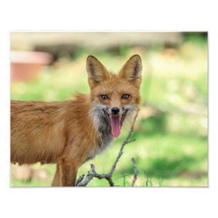 14x11 Mama Fox in the Hudson Valley Photo Print