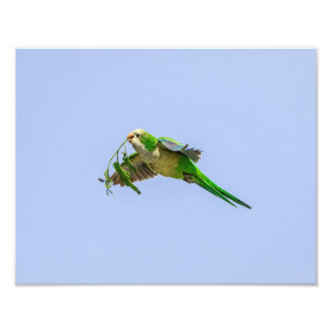 14x11 Monk Parakeet in the Rio Grande Valley Photo Print