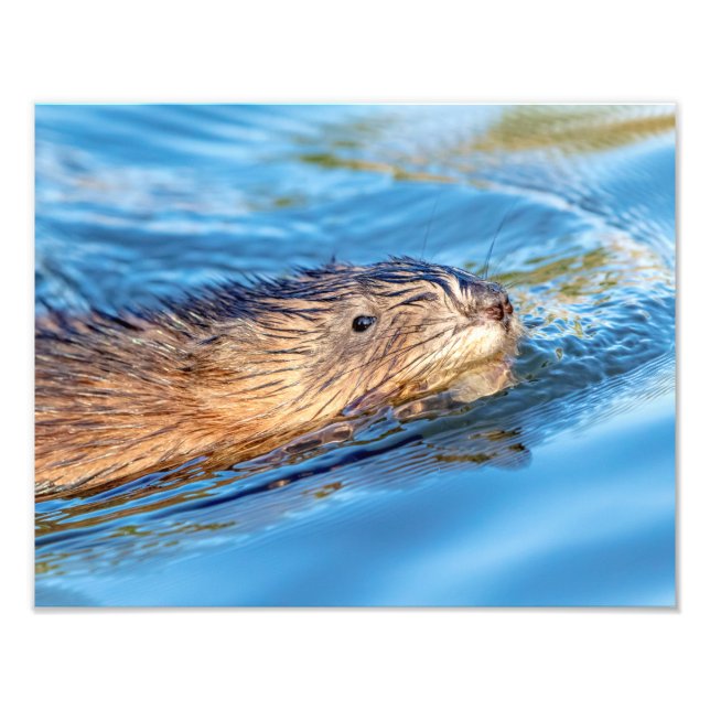 14x11 Muskrat at Vassar Farms Ecological Preserve Photo Print (Front)