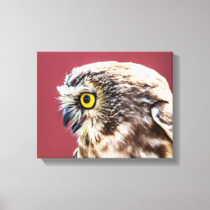 14x11 Northern Saw-Whet Owl Portrait Canvas Print