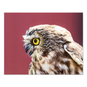 14x11 Northern Saw-Whet Owl Portrait Photo Print