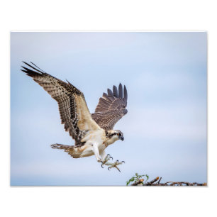 14x11 Osprey landing in the nest Photo Print