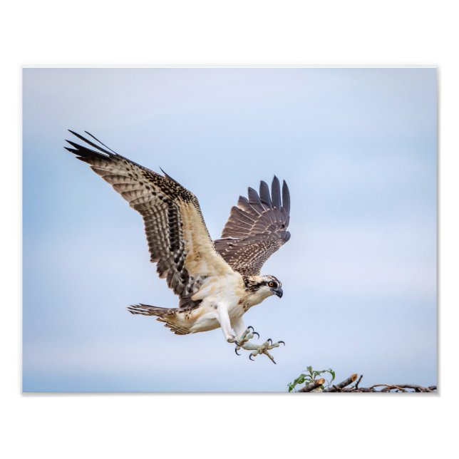 14x11 Osprey landing in the nest Photo Print (Front)