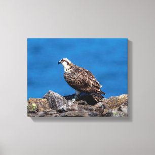 14x11 Osprey on the rocks Canvas Print