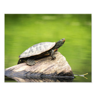 14x11 Painted Turtle on a log Photo Print