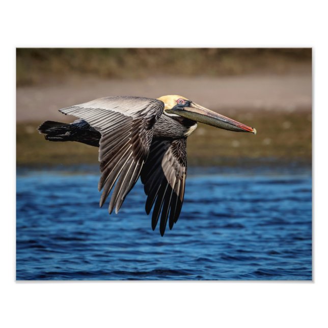 14x11 Pelican in flight Photo Print (Front)