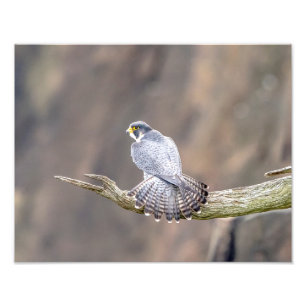 14x11 Peregrine Falcon at the Palisades Interstate Photo Print