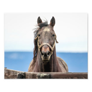 14x11 Portrait of a horse Photo Print