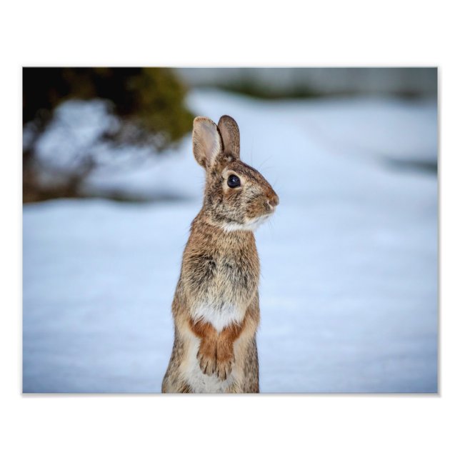 14x11 Rabbit in the snow Photo Print (Front)