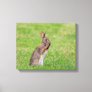 14x11 Rabbit standing in the grass and looking shy Canvas Print