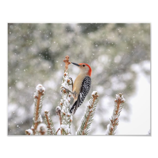 14x11 Red-bellied Woodpecker in the snow Photo Print (Front)