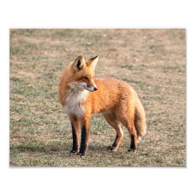 14x11 Red Fox in a field Photo Print (Front)