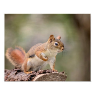 14x11 Red Squirrel Photo Print