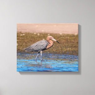 14x11 Reddish Egret on North Beach Canvas Print