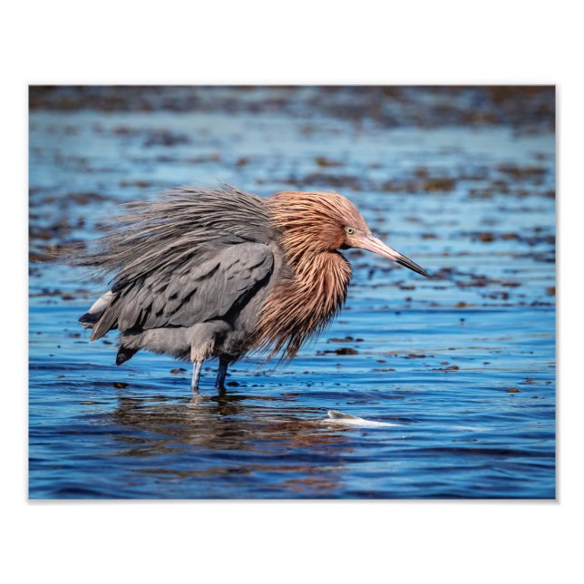 14x11 Reddish Egret on North Beach Photo Print (Front)