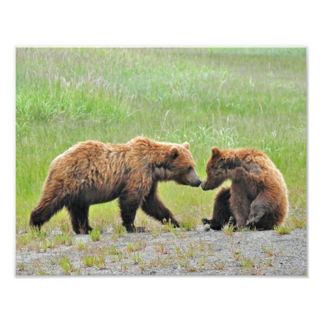 14x11 Satin photo of grizzly bear cubs (Front)