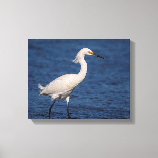 14x11 Snowy Egret on North Beach Canvas Print (Front)