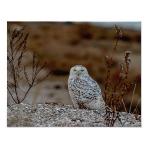 14x11 Snowy owl sitting on a rock Photo Print