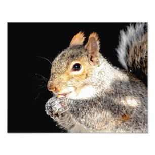 14x11 Squirrel eating a nut Photo Print