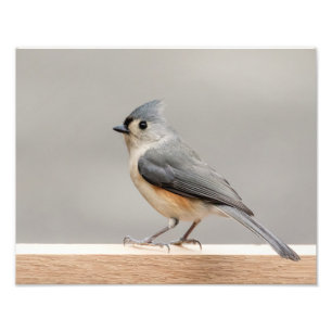 14x11 Tufted Titmouse Photo Print