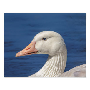 14x11 White Canadian Goose Photo Print