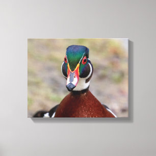 14x11 Wood Duck Canvas Print
