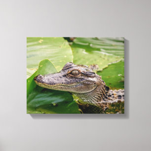 14x11 Young Alligator Canvas Print