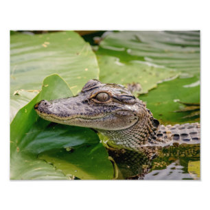 14x11 Young Alligator Photo Print